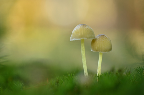 Mycena