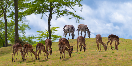 Safari in nederland