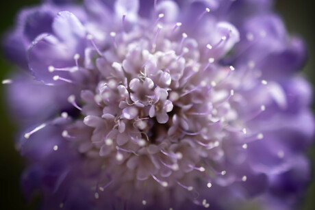 zomerbloem Duifkruid