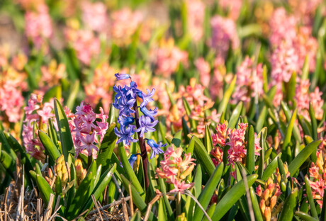 hyacinten veld met 1 paarse