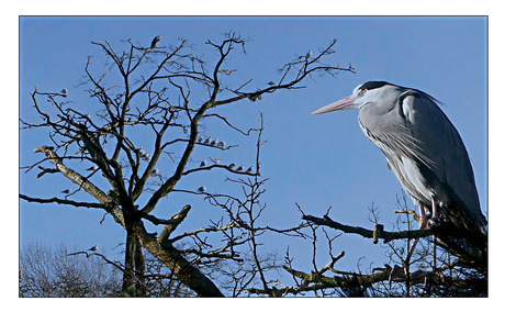 reiger was jaloers.......................