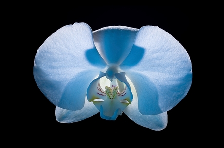 Blauwe Orchidee