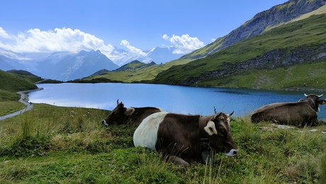 In de bergen van Zwitserland 