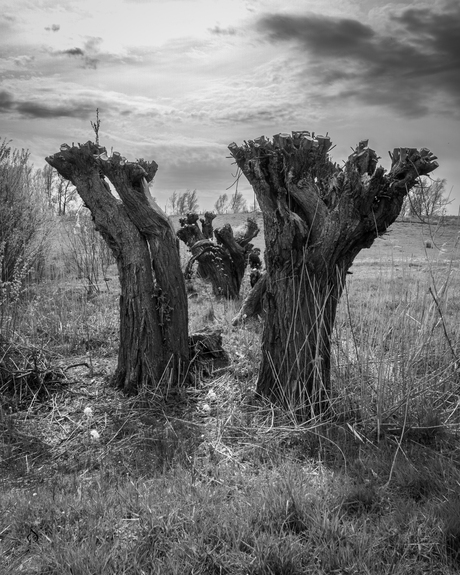 Nederlands landschap