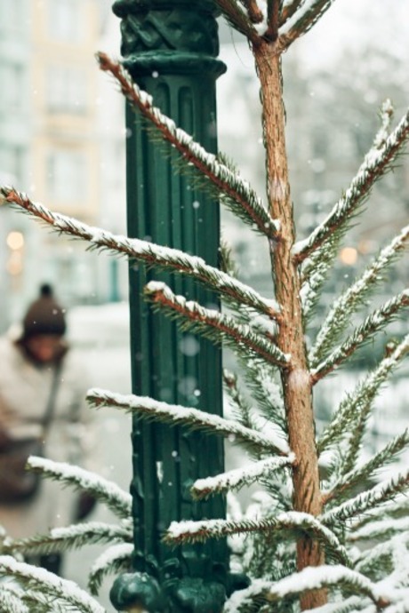 De perfecte kerstboom? Alle kerstbomen zijn perfect