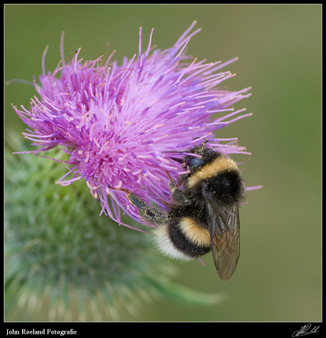 Hommel