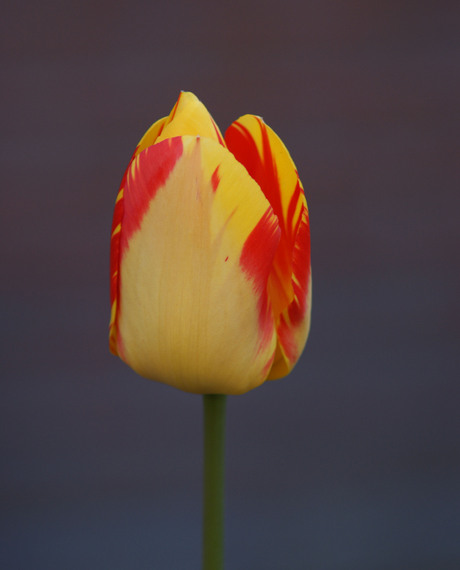 tulp