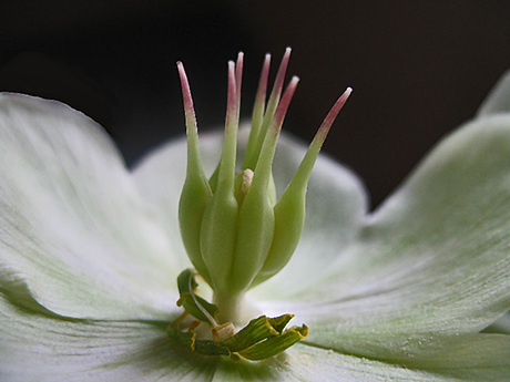 Binneste van Helleborus