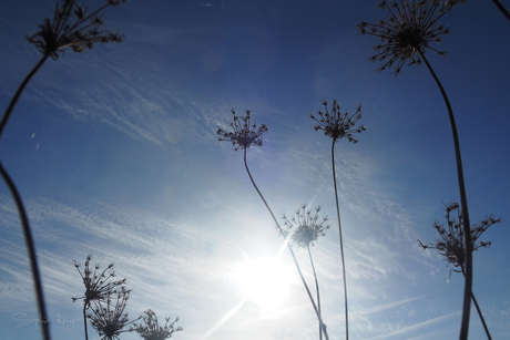 Reach for the sky