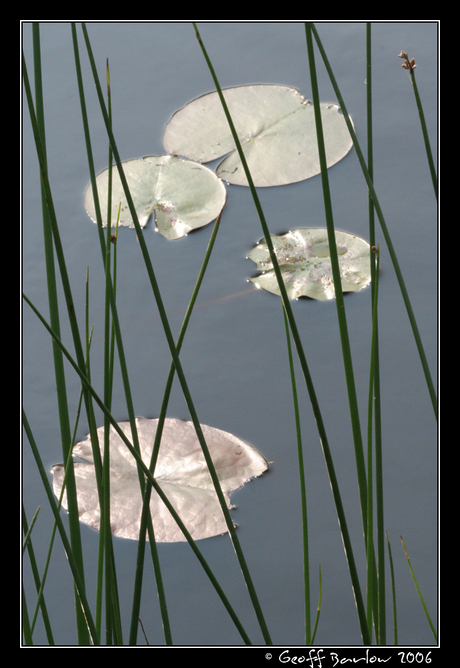 Lillies