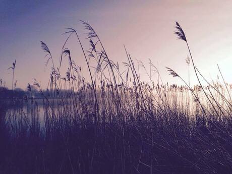 riet in de vorst