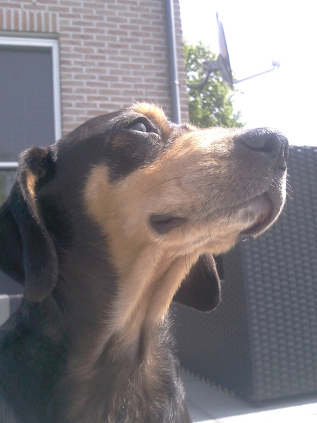 hond ( teckel )