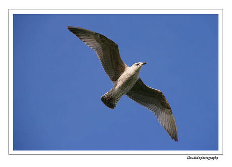 Bird in the sky