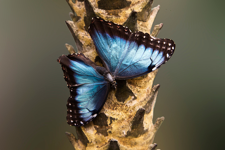Peleides Blauwe Morphovlinder