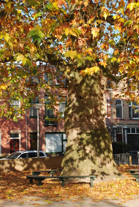 Herfst in de stad