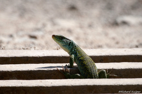 Parelhagedis (Timon lepidus)