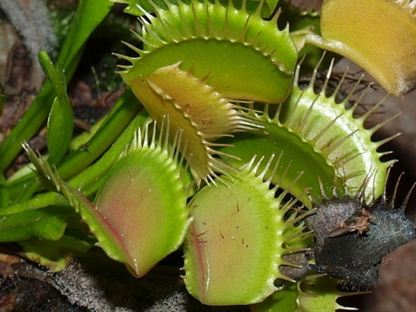 venusvliegenval / Dionaea