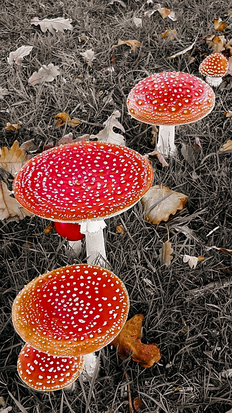 Paddestoelen op een rij