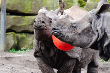 Indische neushoorns aan het spelen.