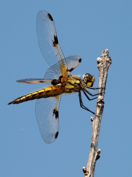 Libelle, balancerend in de wind