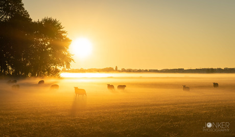 Sheeps in the mist