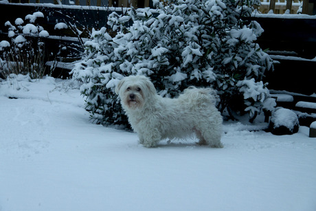 Hond in de sneeuw