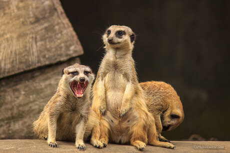 Meerkats, Stokstaartjes Clan