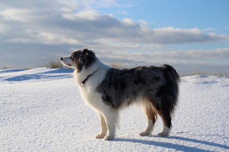 Aura in de sneeuw