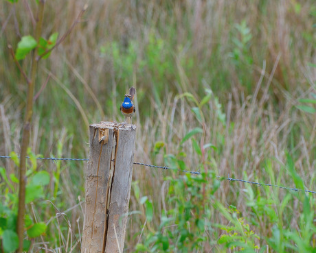 blauwborst