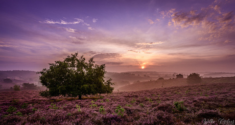 Misty mornings....