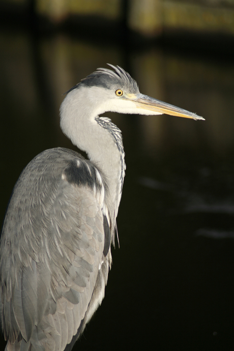 Reiger