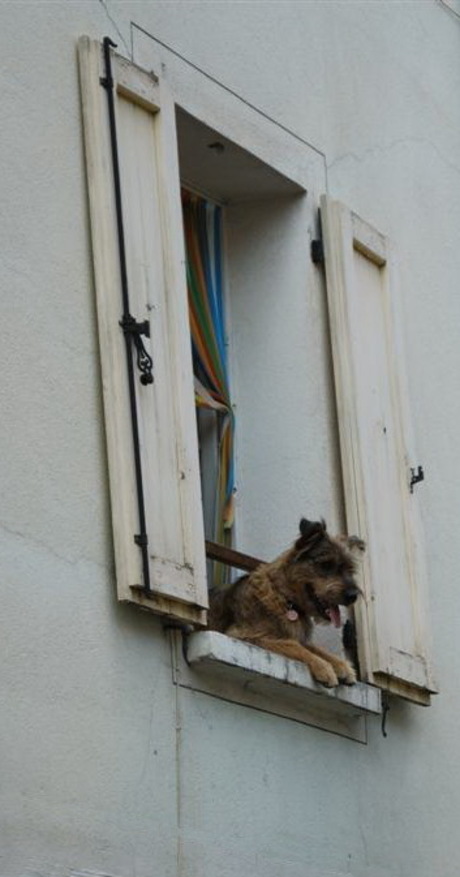 Hond in raam