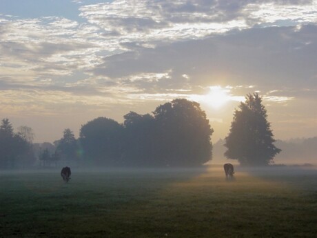 Mystique cows