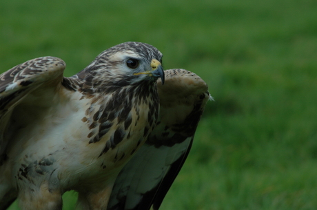 Buizerd