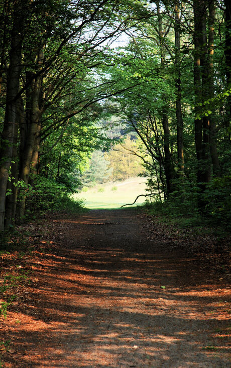 door het bos