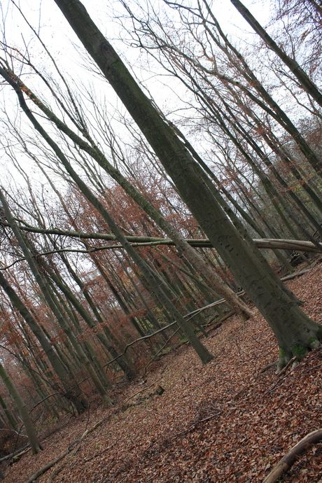 Niet alle bomen staan recht?