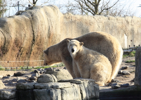 IJsberen in Blijdorp