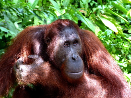 Orang Oetan op Borneo