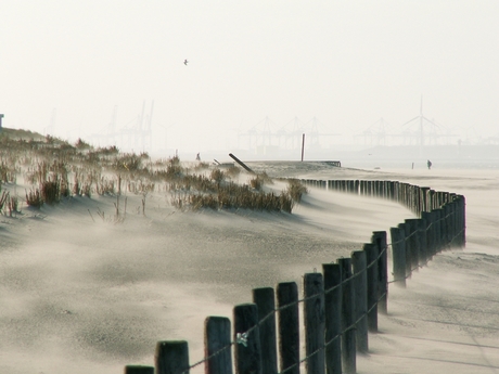 Strand bij Monster