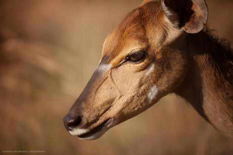 Nyala