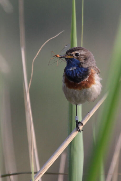 Blauwborst