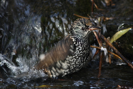 Even wassen.