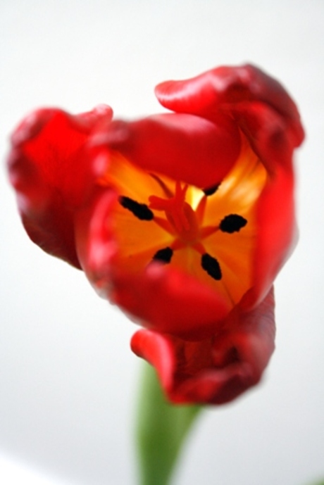 tulp