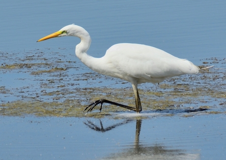 Grote zilverreiger