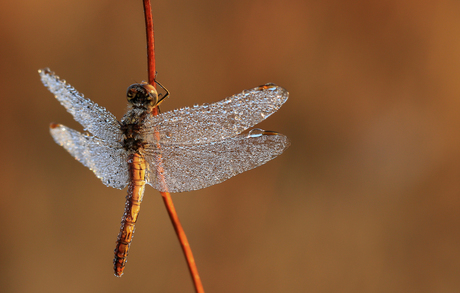 Caught in dew