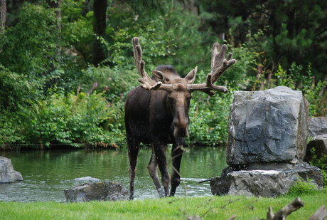 Eland komt net uit water gelopen