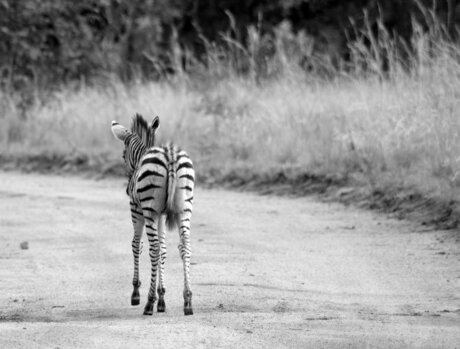 Zebra baby