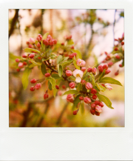 Lente in mijn tuin -3-