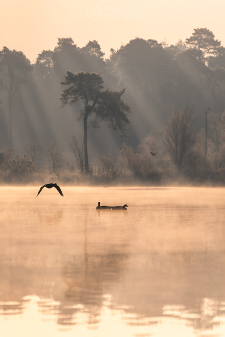 Misty trees 2