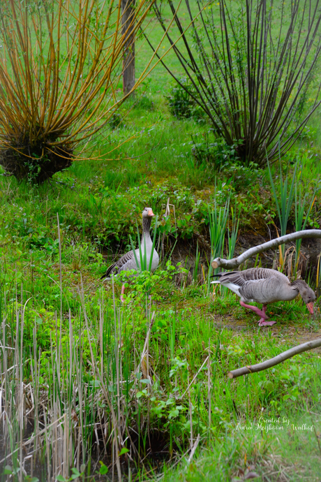Grauwe gans